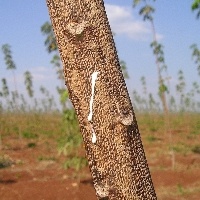 Produtores e indústria de borracha têm índice de importação